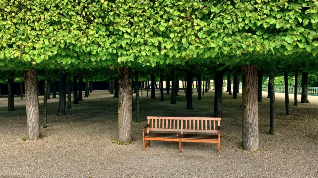 A wooden bench beneath a canopy of evenly spaced trees in a landscaped garden.