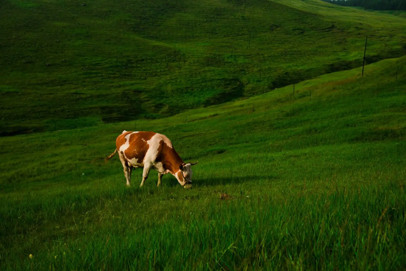 A brown and white cow grazing alone on a green hillside, used as a metaphor for visible customer value.
