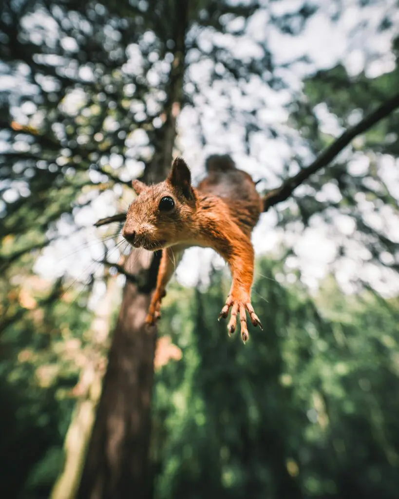 A squirrel leaping through the air, symbolizing courage and the will to take action.
