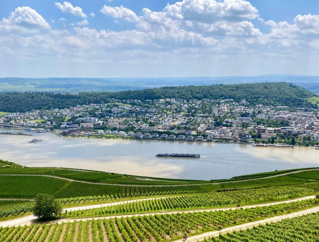 View across the Rhine and vineyards in the Rheingau
